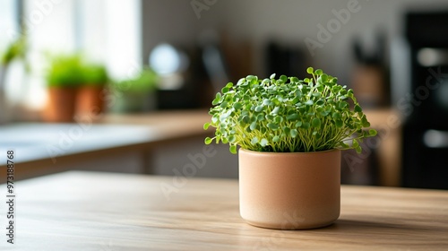 Microgreens in a tiny ceramic pot, displayed on a wooden table in a minimalist interior photo