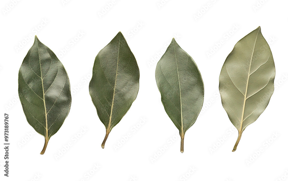 Bay leaves four clusters isolated on white or transparent background Bay leaves four clusters isolated on white or transparent background