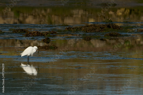 petite aigrette, Egrette garzetta photo