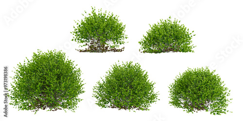 Dwarf english boxwood sheubs Trees isolated on white background photo