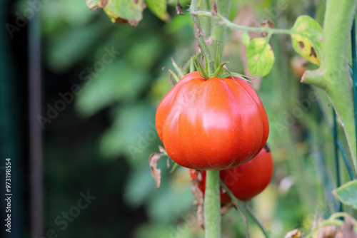 Ripe tomatoes in the home garden. Growing your own vegetables. photo