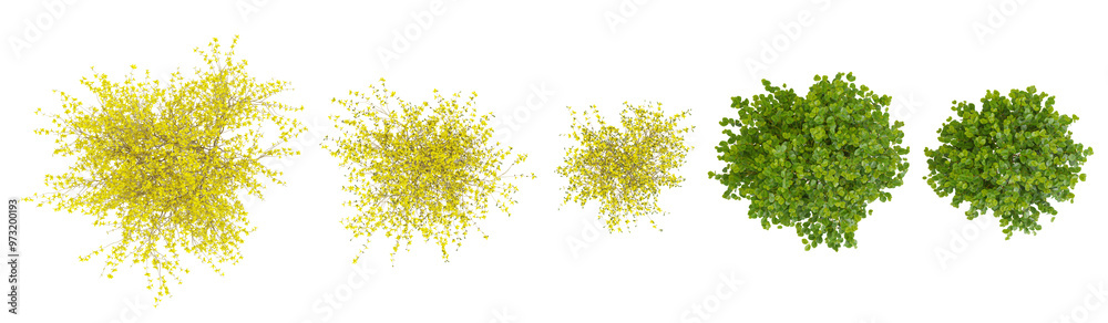 Obraz premium set of border forsythia trees on transparent background from the top view