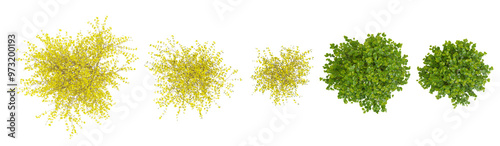 set of border forsythia trees on transparent background from the top view