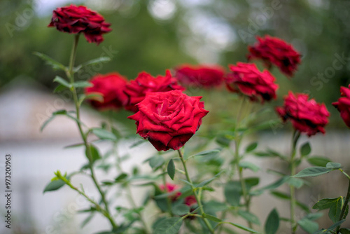 Obraz na płótnie Bush of red roses in September