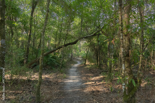 The Flatwoods Conservation Park City of Tampa Nature Conservation Area on of Floridas beautiful Nature Areas. Great for exercise, biking, hiking, running, jogging, bird watching. photo