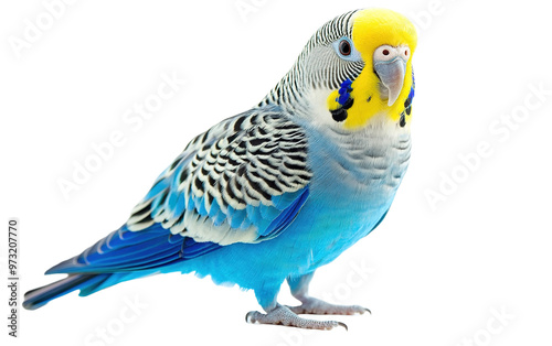 Blcak parakeet isolated on white or transparent background photo