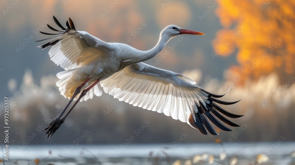 Fototapeta premium Graceful White Stork Soaring in Isolation on a White Background