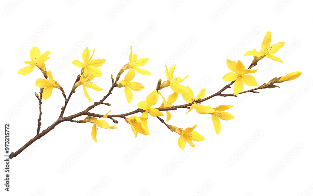 Branch of blooming forsythia flower isolated on white or transparent background Branch of blooming forsythia flower isolated on white or transparent background