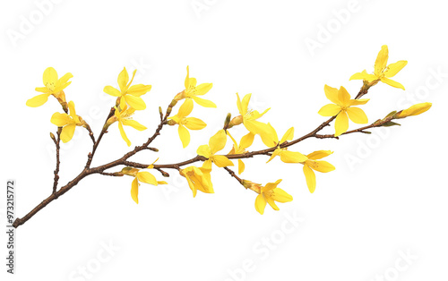 Branch of blooming forsythia flower isolated on white or transparent background photo