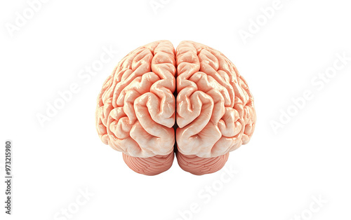 Brain 3d render isolated on white or transparent background