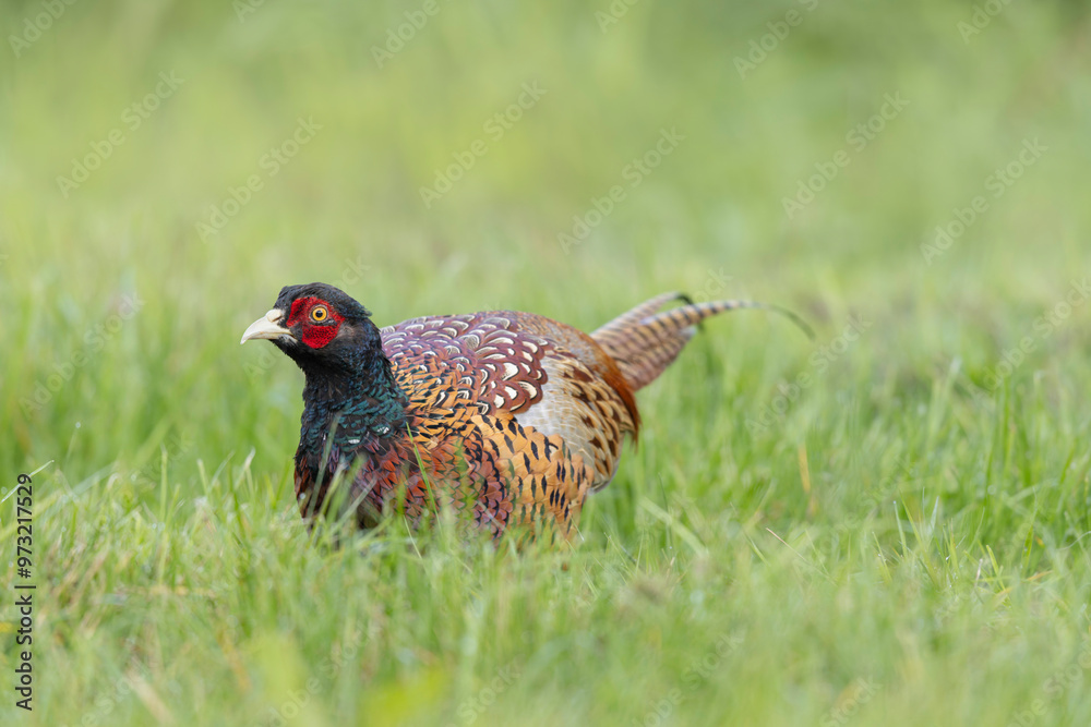 Common pheasant Phasianus colchicus in close view Common pheasant Phasianus colchicus in close view