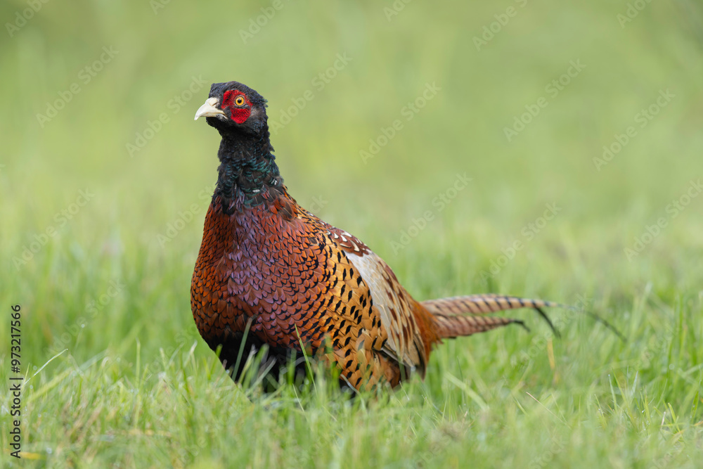 Fototapeta premium Common pheasant Phasianus colchicus in close view