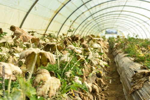 Fungal disease Powdery mildew on zucchini foliage in greenhouse, powdery mildew on cucurbits in glasshouse selective focus, Diseases and pests of squash vegetables and affect on zucchini squash leaves photo