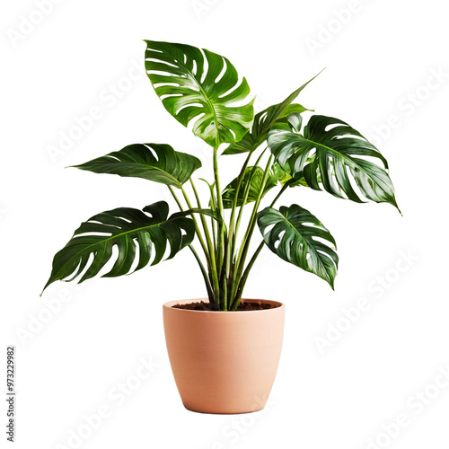  Potted plant isolated on Transparent background photo