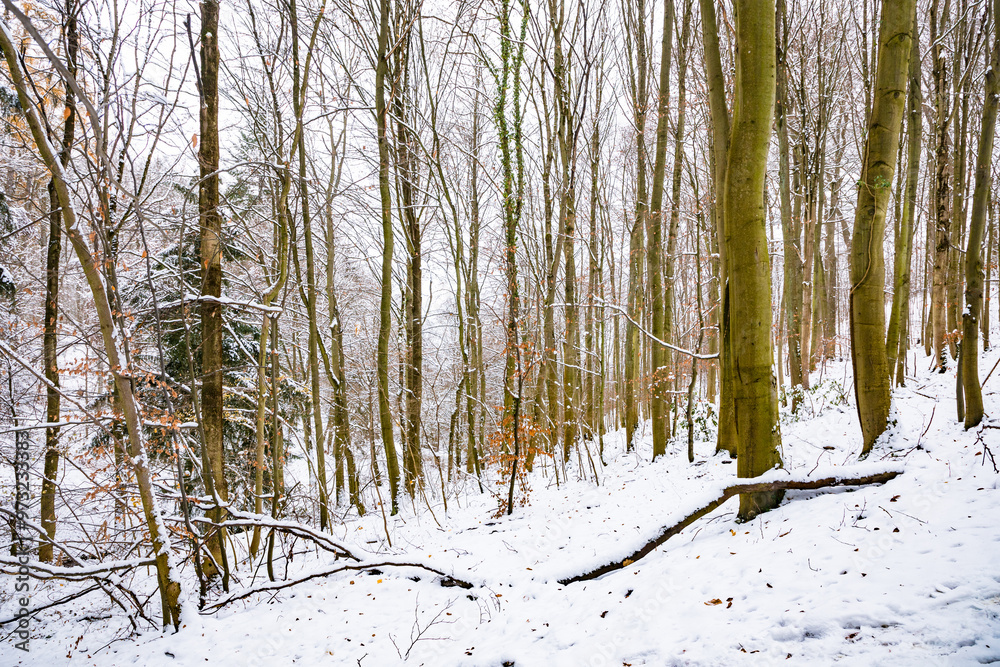 Fototapeta premium Kassel, Germany - trees and buildings in winter