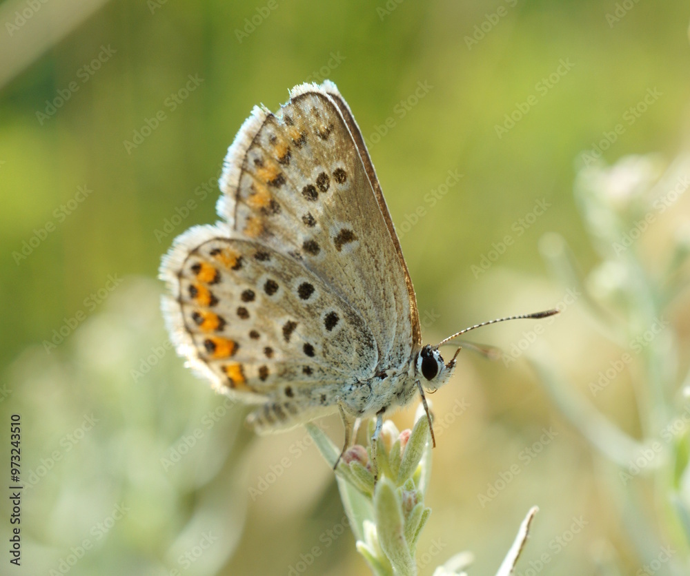 A beautiful little butterfly on a flower. Beautiful insects. A beautiful little butterfly on a flower. Beautiful insects.