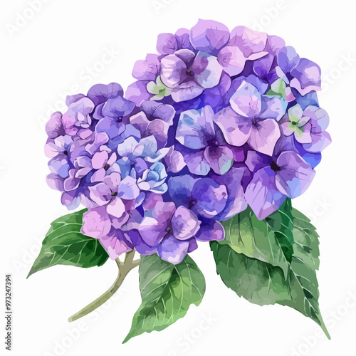 A watercolor purple hydrangea vector isolated on a white background, hydrangea with leaves, illustration of flower isolated