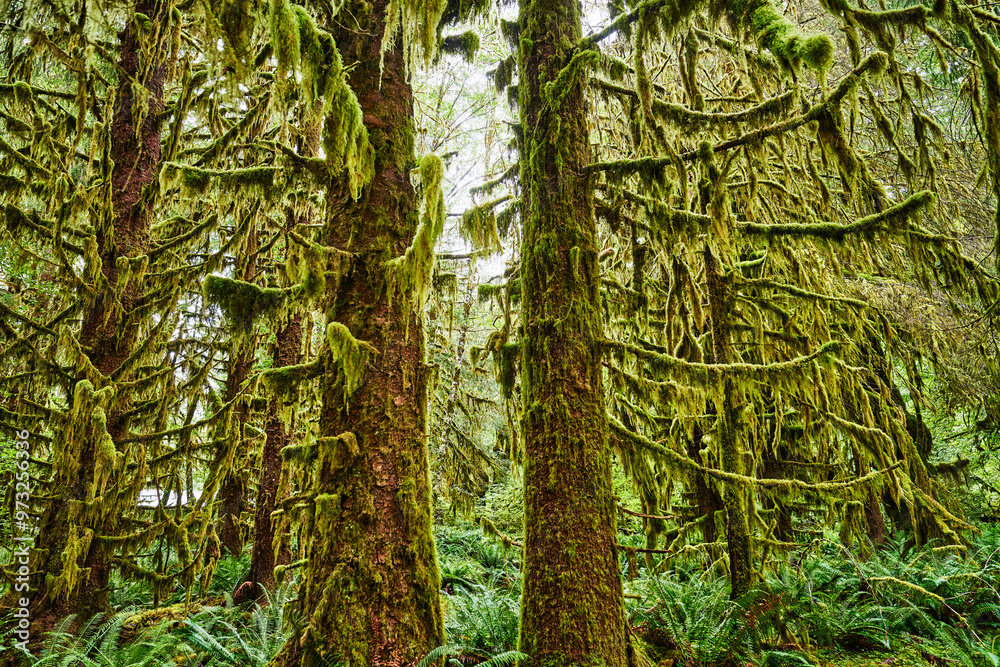 Hall of Moses trail, Hoh rainforest, Olympic National Park, Washington State Hall of Moses trail, Hoh rainforest, Olympic National Park, Washington State