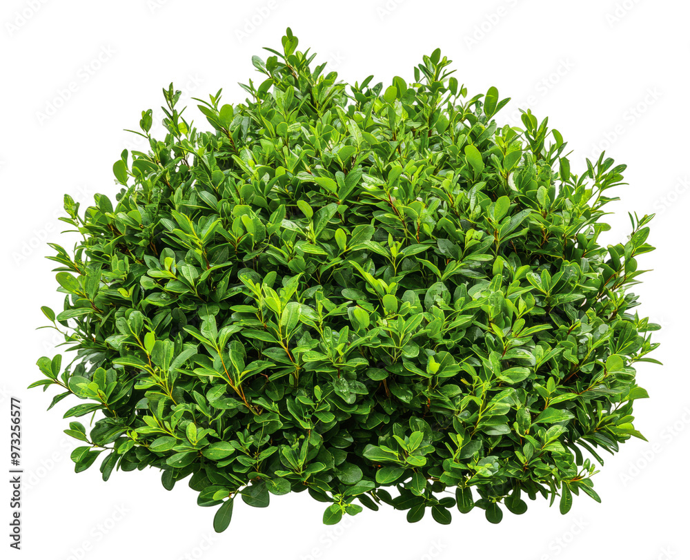 Obraz premium PNG Dense green shrub with healthy leaves in sunlight