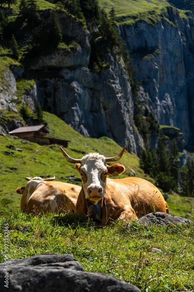Cows laying in the Swiss Alps on the meadow