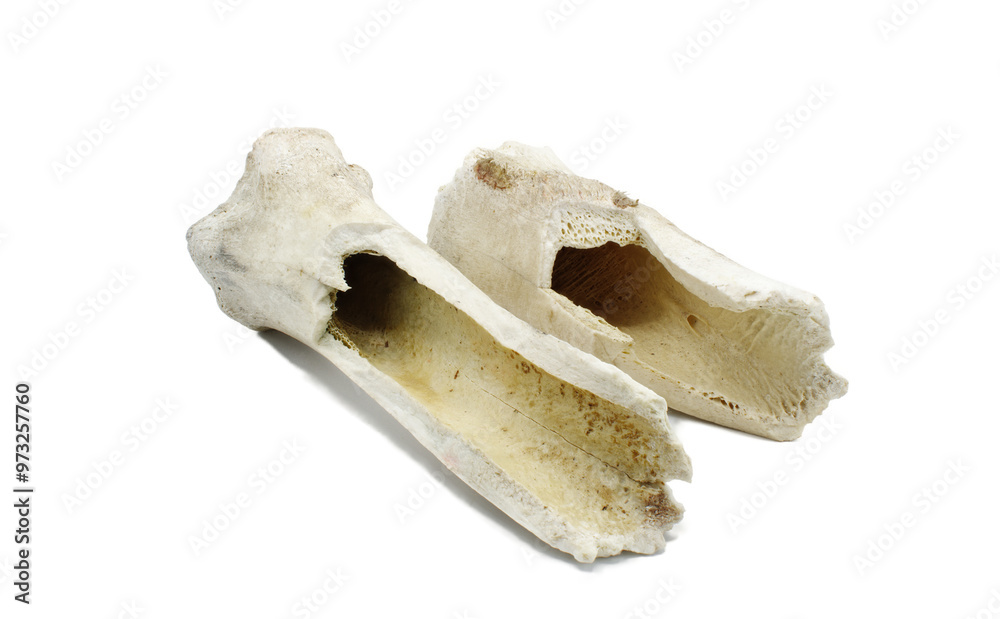 Femur bones from a sun bleached cow bovine found in nature in a pasture now serves as a dog chew toy. remains of old buffalo or cow bones that are old and decayed isolated on white background Femur bones from a sun bleached cow bovine found in nature in a pasture now serves as a dog chew toy. remains of old buffalo or cow bones that are old and decayed isolated on white background