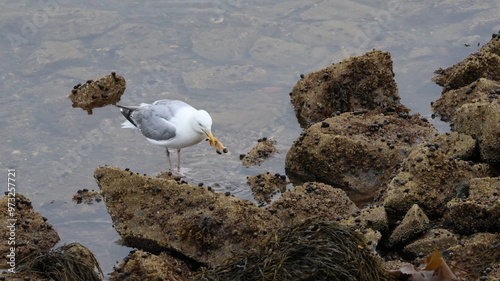 Billede på lærred A seagull standing at low tide in a rocky seaweed, barnacle covered surface in the North Atlantic, Lubec, Maine, USA holding an orange starfish with attached black barnacles in it's beak