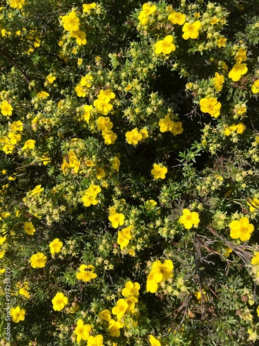 yellow flowers background