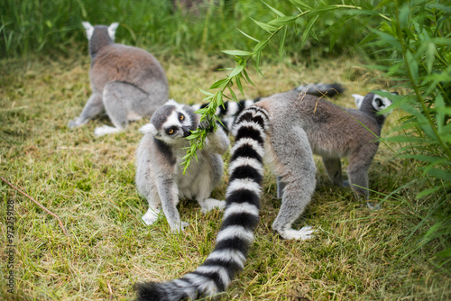 Ring Tailed Lemur with long, black and white ringed tail