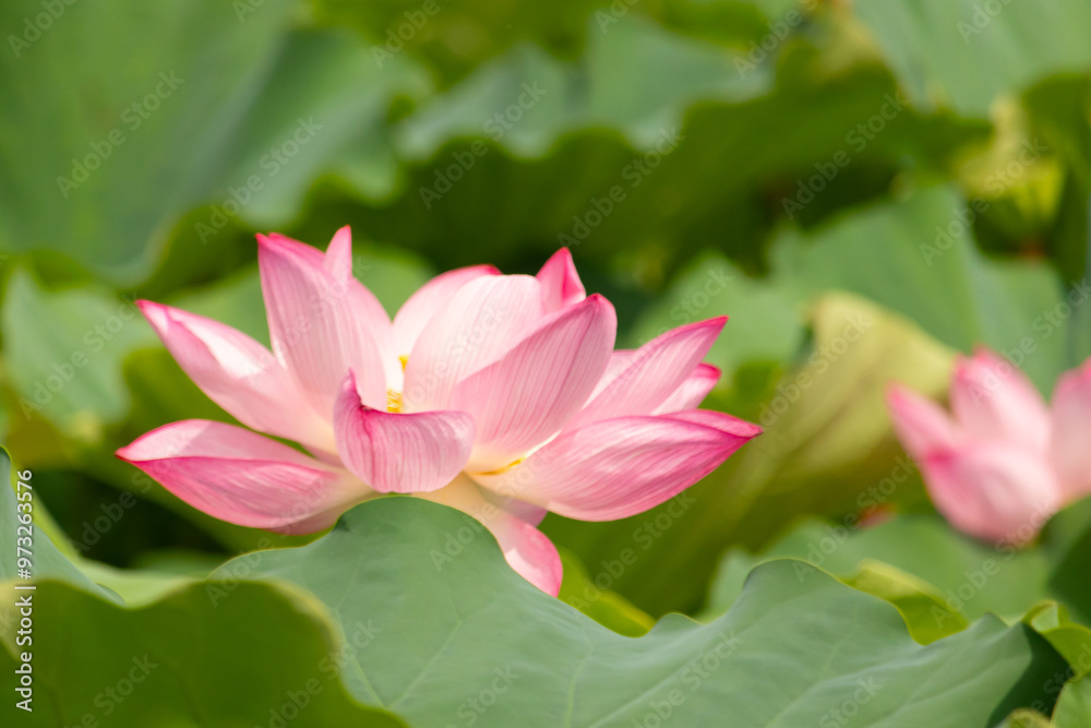 Beautiful Indian Lotus was laying on a pond. The pink petals stretched out to the sun like solar panels capturing light. The edges darker a color than the interior. Big green leaves all around. Beautiful Indian Lotus was laying on a pond. The pink petals stretched out to the sun like solar panels capturing light. The edges darker a color than the interior. Big green leaves all around.