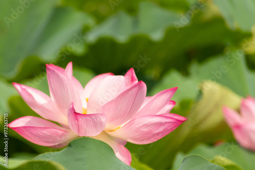 Beautiful Indian Lotus was laying on a pond. The pink petals stretched out to the sun like solar panels capturing light. The edges darker a color than the interior. Big green leaves all around. photo