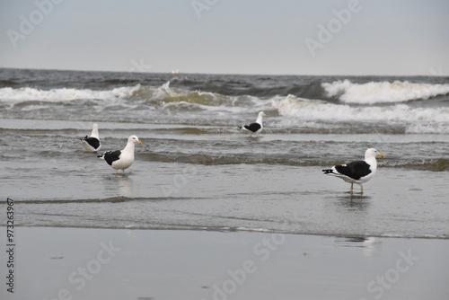 wilde Möwen im Meerwasser photo