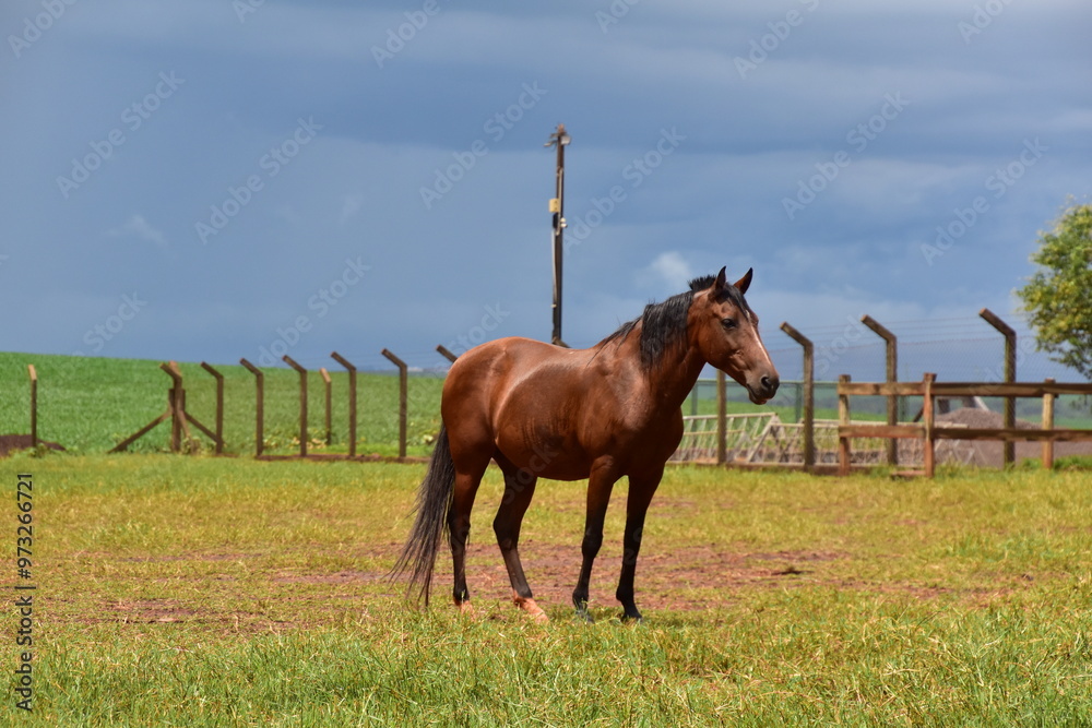 Fototapeta premium Pferd mit glänzendem Fell und dunklem Himmel