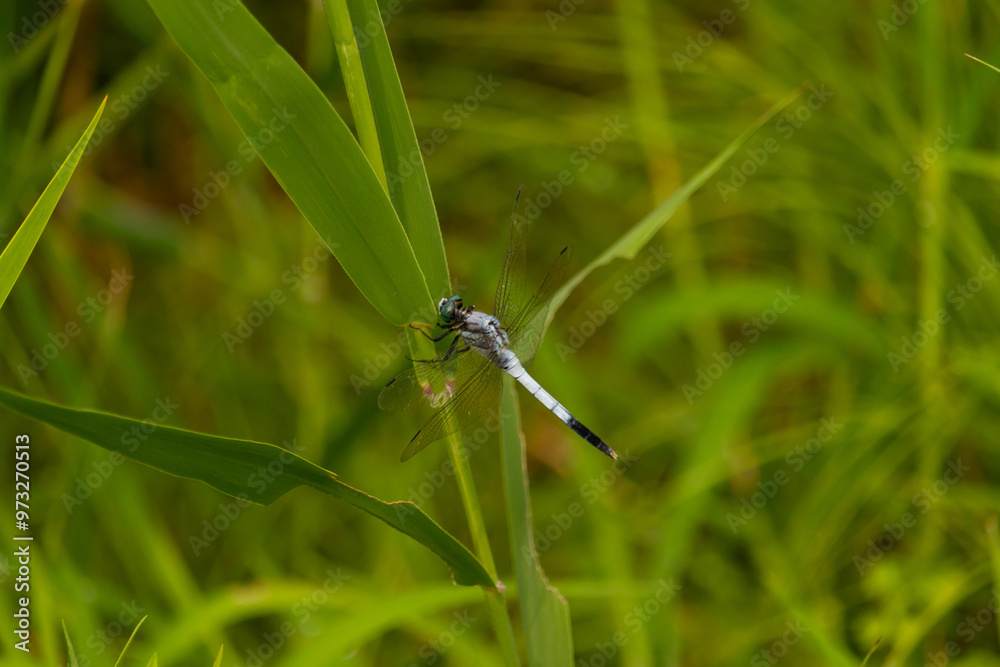 This beautiful dragonfly was flying around this field and clinging to the blades of grass. His pretty body looks segmented. The clear wings stretched out showing the black cell in them. This beautiful dragonfly was flying around this field and clinging to the blades of grass. His pretty body looks segmented. The clear wings stretched out showing the black cell in them.