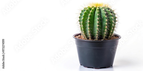 Close-up of Echinopsis subdenudata cactus in black plastic pot on white background photo