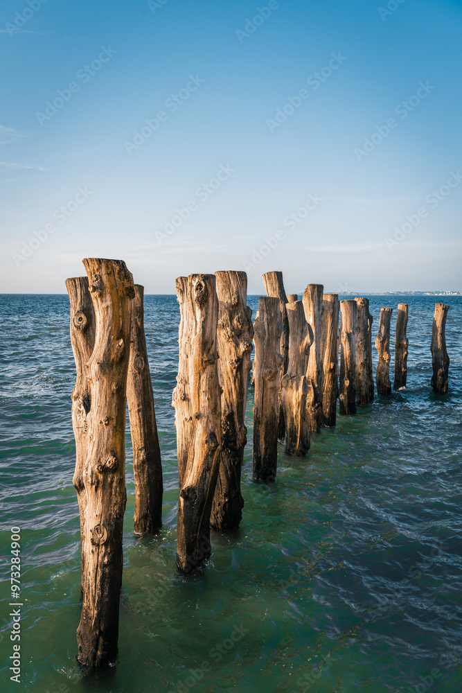 Saint Malo breakwater, wooden trunk sticked on the beach to limit the force of the waves in Saint Malo, Brittany, France Saint Malo breakwater, wooden trunk sticked on the beach to limit the force of the waves in Saint Malo, Brittany, France