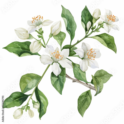 Watercolor Hand-drawn leaves and white orange tree flowers isolated on a white background. Citrus aurantium, flower illustration. Watercolor-drawn leaves and white orange tree flowers and jasmine