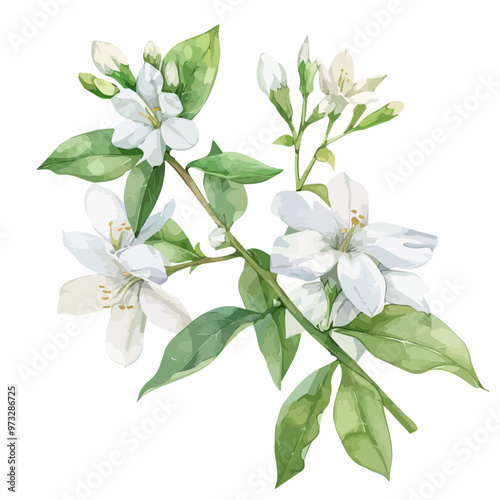 Watercolor Hand-drawn leaves and white orange tree flowers isolated on a white background. Citrus aurantium, flower illustration. Watercolor-drawn leaves and white orange tree flowers and jasmine