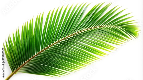 Coconut tree leaf isolated on white background.