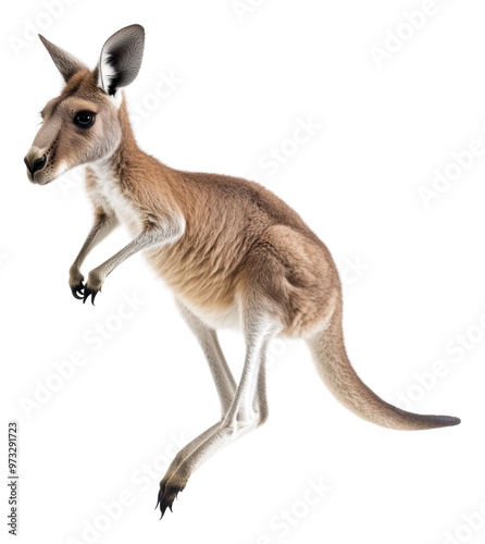 PNG Kangaroo jumping gracefully on a white background