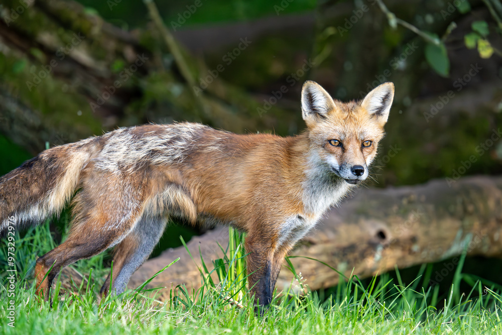 red fox vulpes red fox vulpes