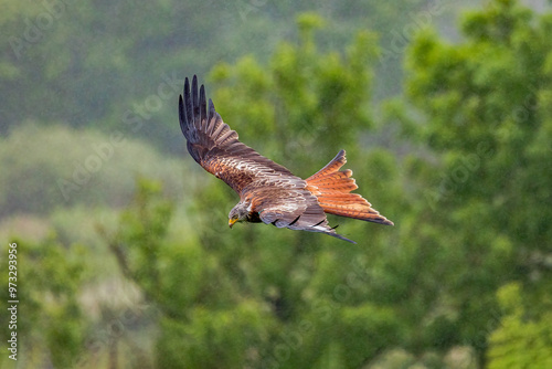 Red Kite bird of prey with brown and white forward hunched wings flying right to left