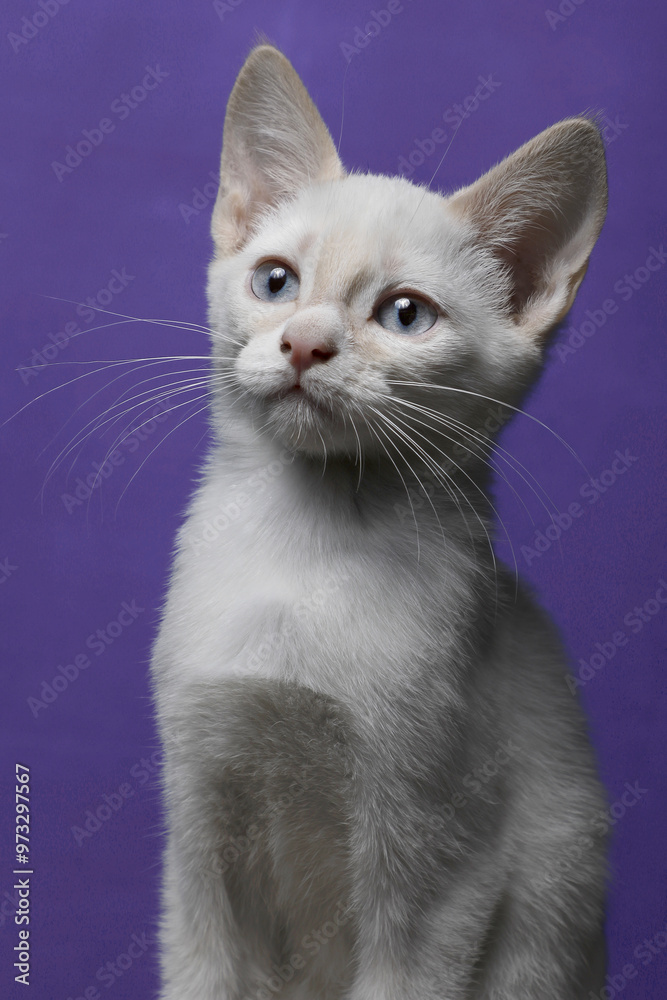 A beautiful cat, big eyes and colorful backdrop. A beautiful cat, big eyes and colorful backdrop.