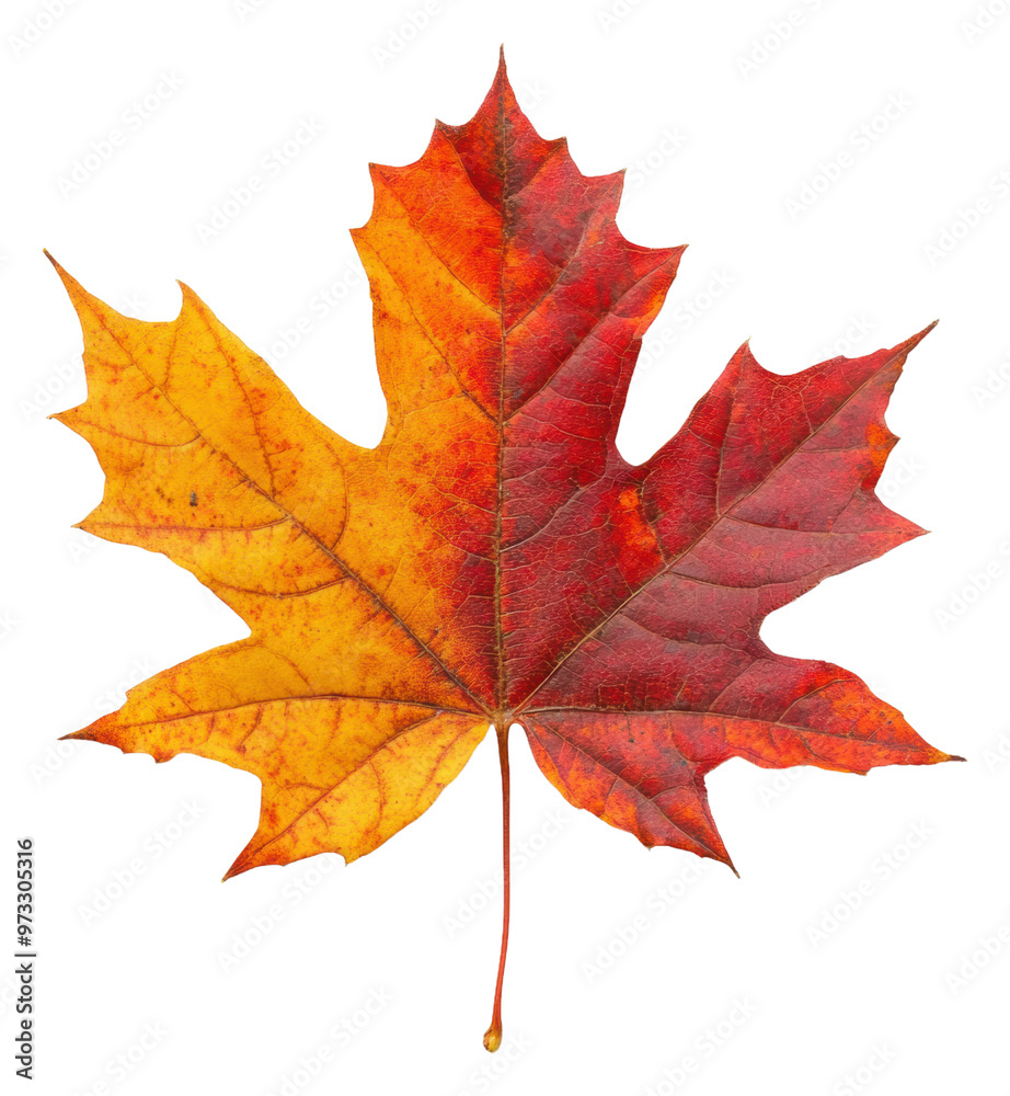 PNG Vibrant autumn leaf showcasing red and yellow hues PNG Vibrant autumn leaf showcasing red and yellow hues