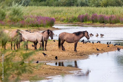 Wild ponies and crows standing at waters edge of a lake that is drying up due to drought photo