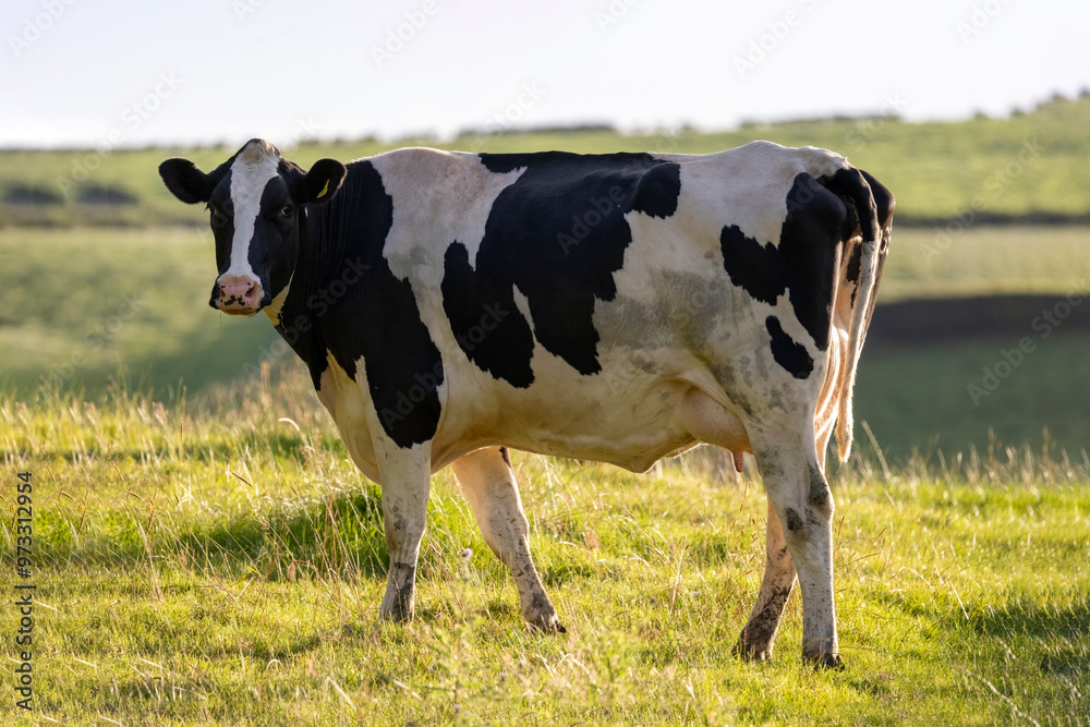 Black and white Holstein Friesian cow in field of grass in late afternoon with blurry background Black and white Holstein Friesian cow in field of grass in late afternoon with blurry background