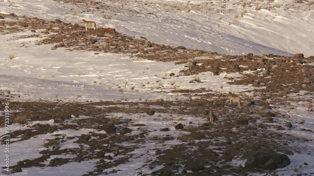 Wolves in Yellowstone National Park Wolves in Yellowstone National Park