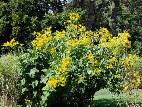 (Silphium perfoliatum) Silphie perfoliée ou silphe perfolié, arbuste ornemental à fleurs jaune pendantes au dessus d'un feuillage oval et denté soudé autour de tiges souples 