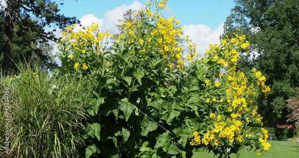 (Silphium perfoliatum) Apparence majestueuse d'un sylphe perfolié à floraison jaune au sommet de tiges penchées portant de grandes feuilles en forme de coupe, décorant les allées d'un parc