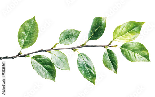 Tree branch leaf plant on white background,png