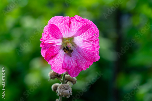 Pink flower